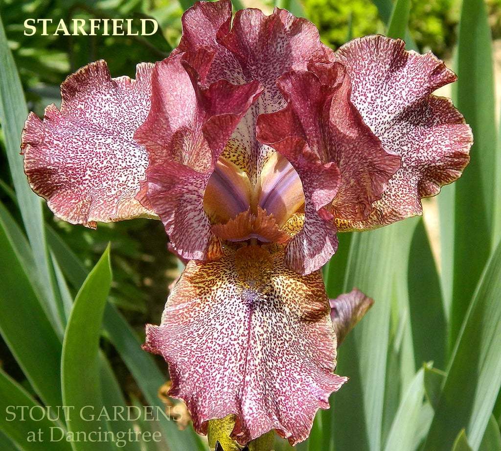 Photo of Intermediate Bearded Iris (Iris 'Starfield') uploaded by Joy