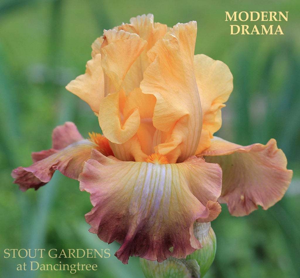 Photo of Tall Bearded Iris (Iris 'Modern Drama') uploaded by Joy