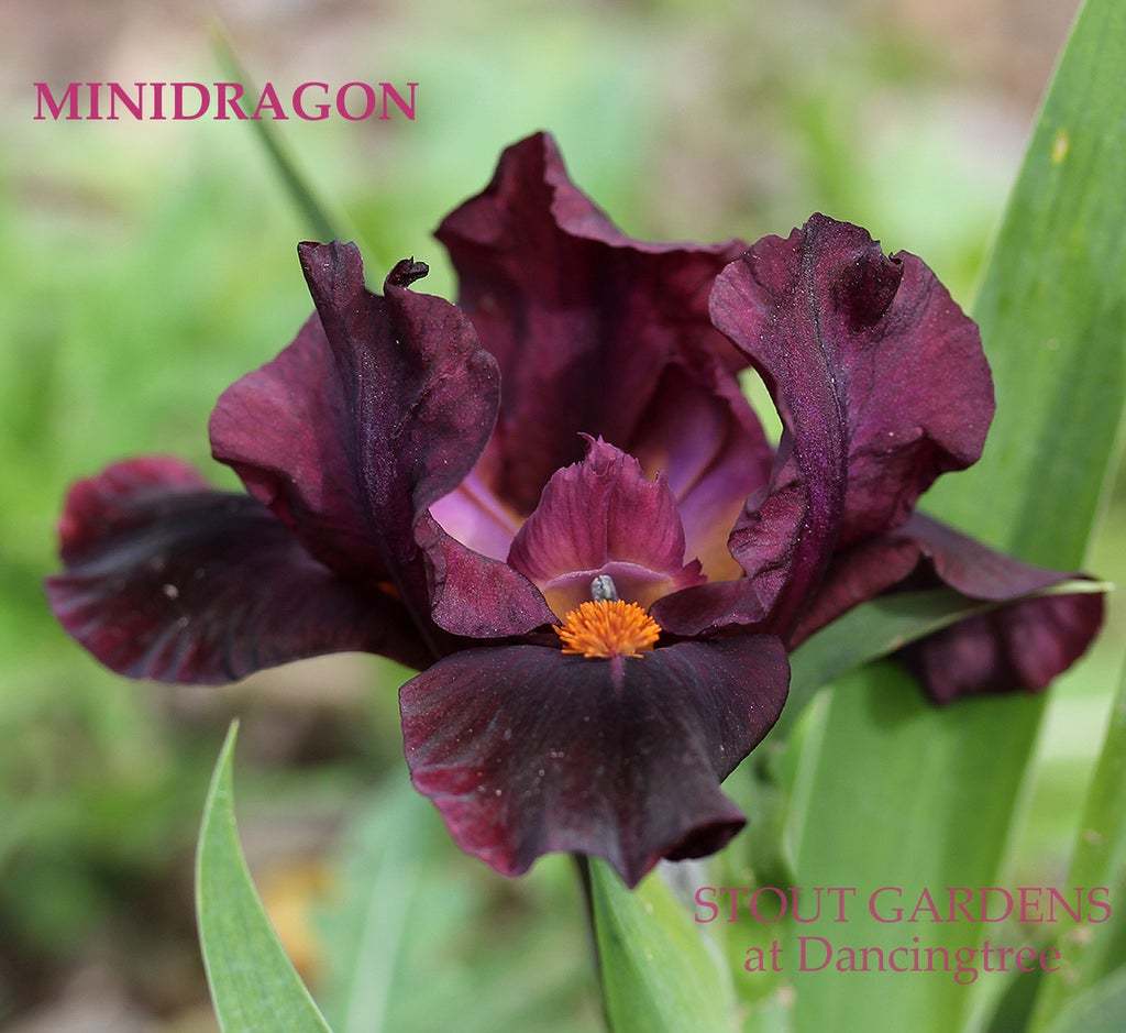 Photo of Standard Dwarf Bearded Iris (Iris 'Minidragon') uploaded by Joy