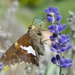 Location: central Iowa 
Date: 2021-09-18 
Silver spotted skipper on lavender