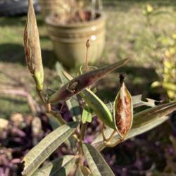 Location: Tampa, Florida
Date: 2022-01-08
Milkweed seedpod ready for harvest!