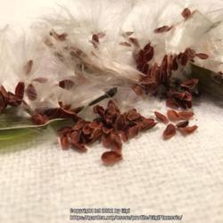 Location: Tampa, Florida
Date: 2022-01-07
Seeds of my milkweed.