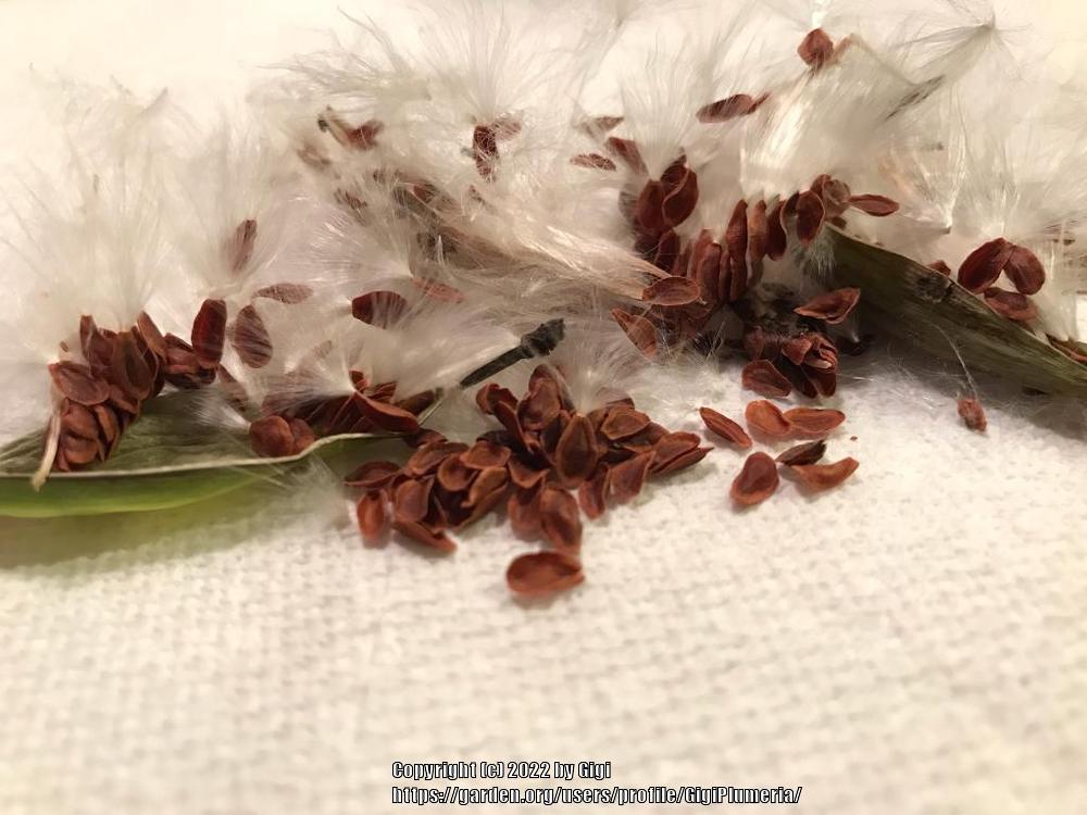 Photo of Tropical Milkweed (Asclepias curassavica) uploaded by GigiPlumeria