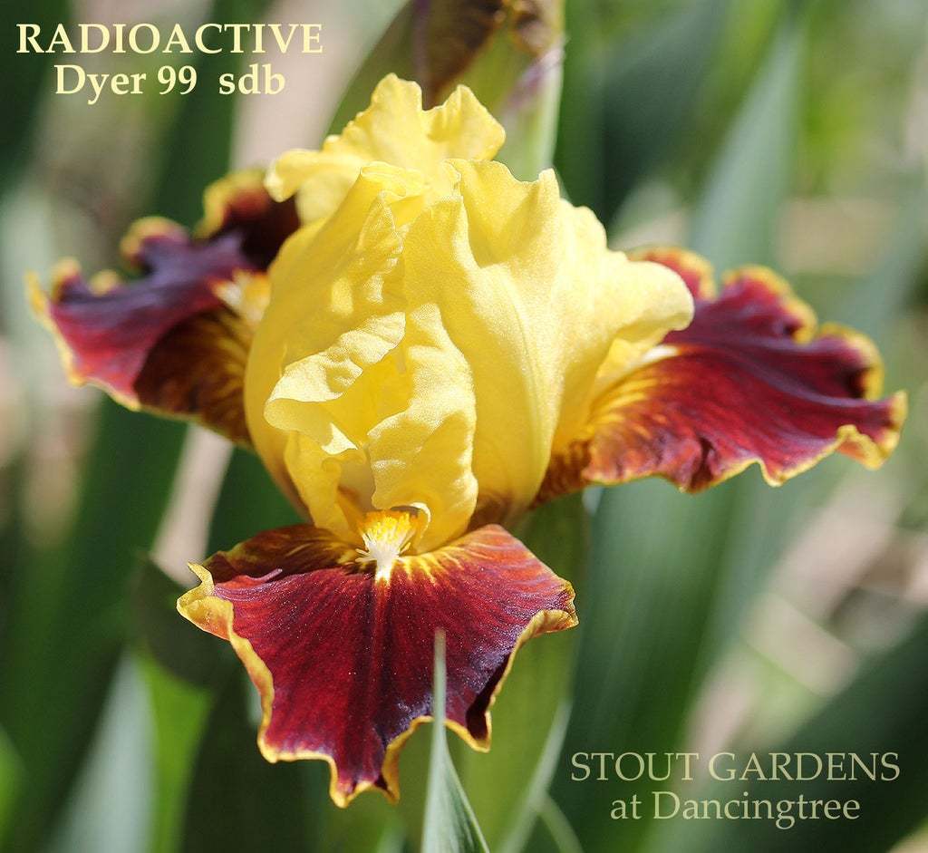 Photo of Standard Dwarf Bearded Iris (Iris 'Radioactive') uploaded by Joy