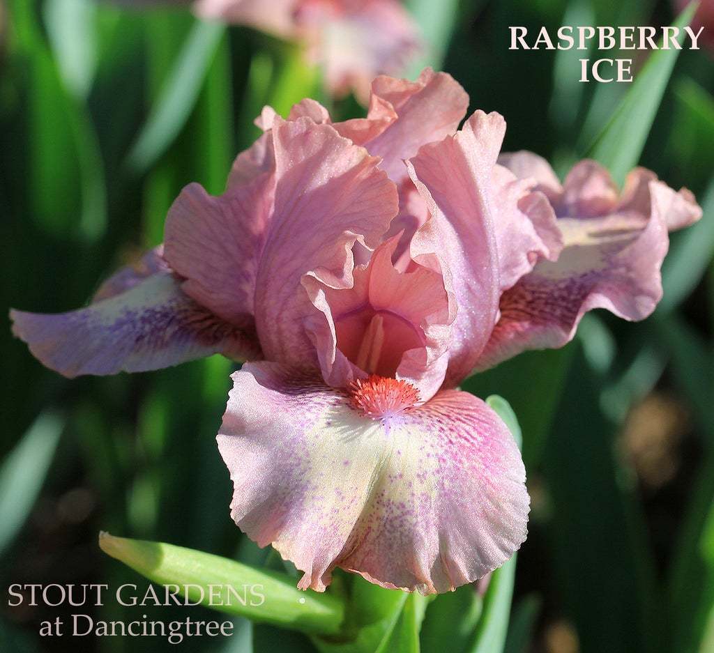 Photo of Standard Dwarf Bearded Iris (Iris 'Raspberry Ice') uploaded by Joy