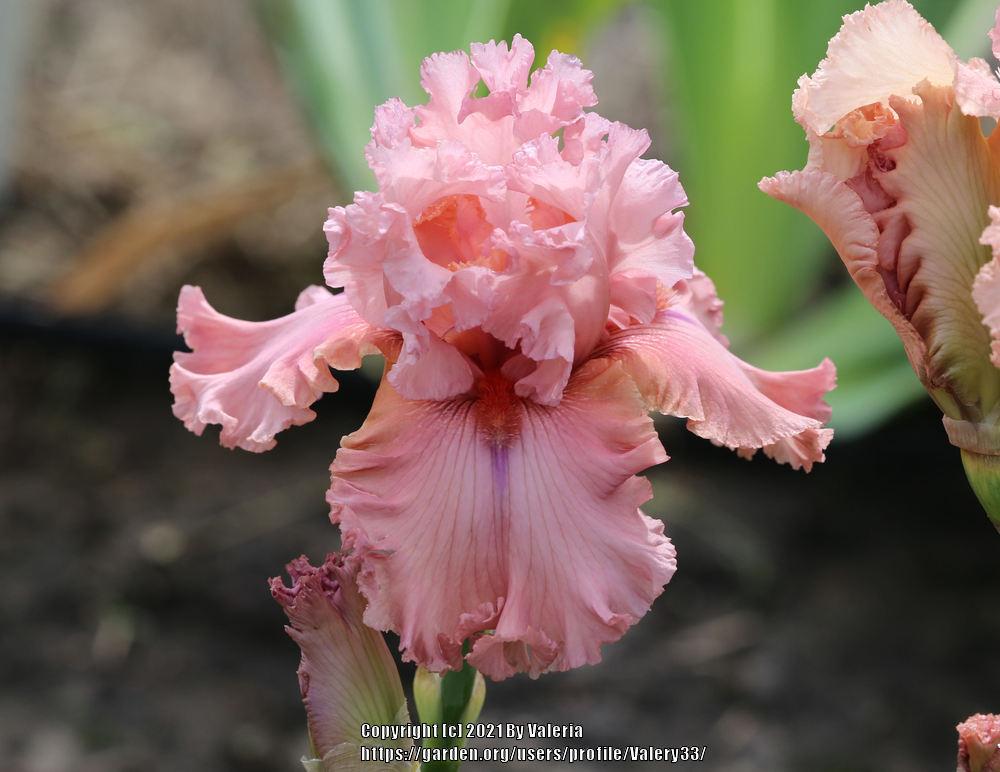 Photo of Tall Bearded Iris (Iris 'Star Turn') uploaded by Valery33