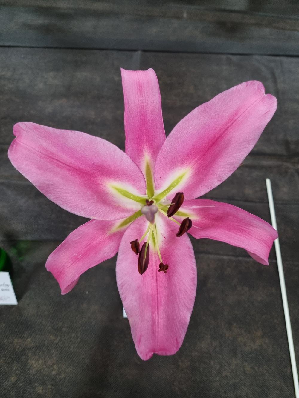 Photo of Lily (Lilium 'Pink Palace') uploaded by gwhizz