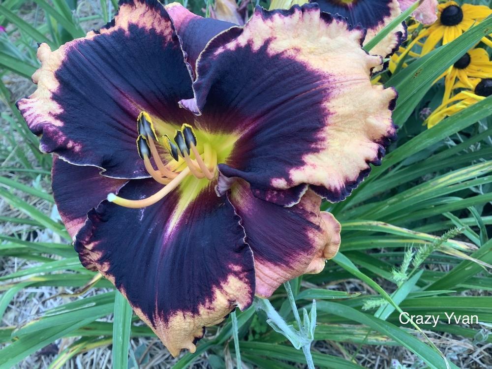 Photo of Daylily (Hemerocallis 'Crazy Ivan') uploaded by Gribouille17