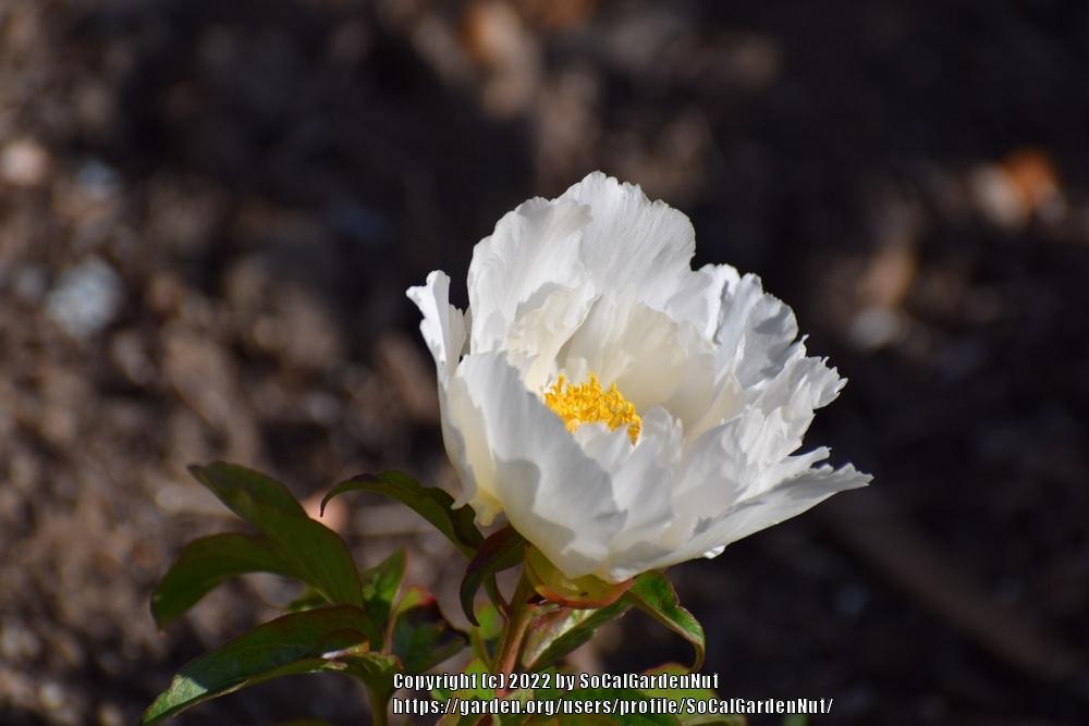 Photo of Peony (Paeonia lactiflora 'Krinkled White') uploaded by SoCalGardenNut