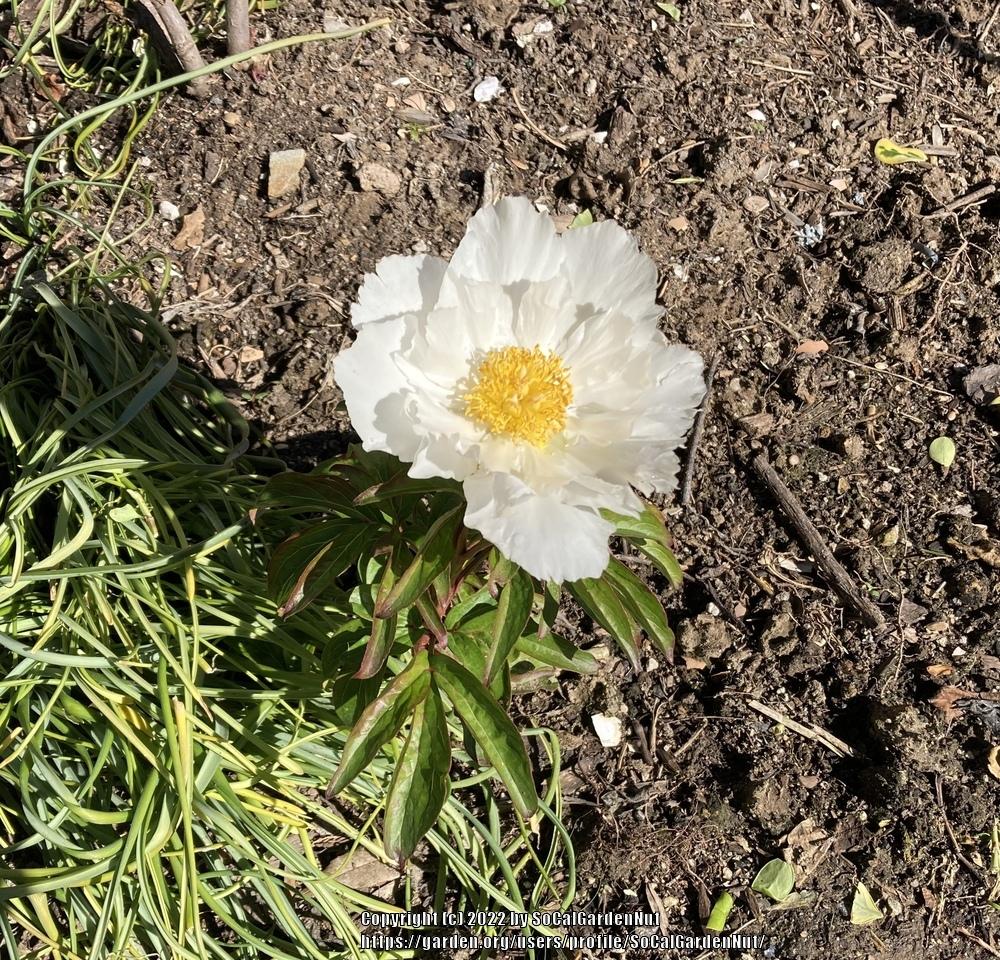 Photo of Peony (Paeonia lactiflora 'Krinkled White') uploaded by SoCalGardenNut