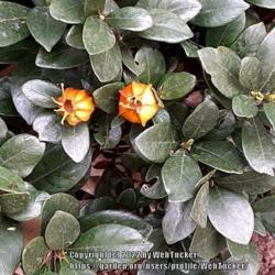Location: Southern Pines, NC (Boyd House garden)
Date: January 9, 2022
Gardenia fruit also called "Zhi zi"; LHB page 933, 187-21-1, "Nam