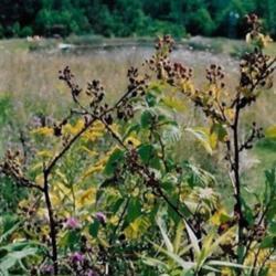 Location: Heathcote Ontario Canada
Date: 2020  summer
Rubus fruticosus      Overlooking the Beaver Valley