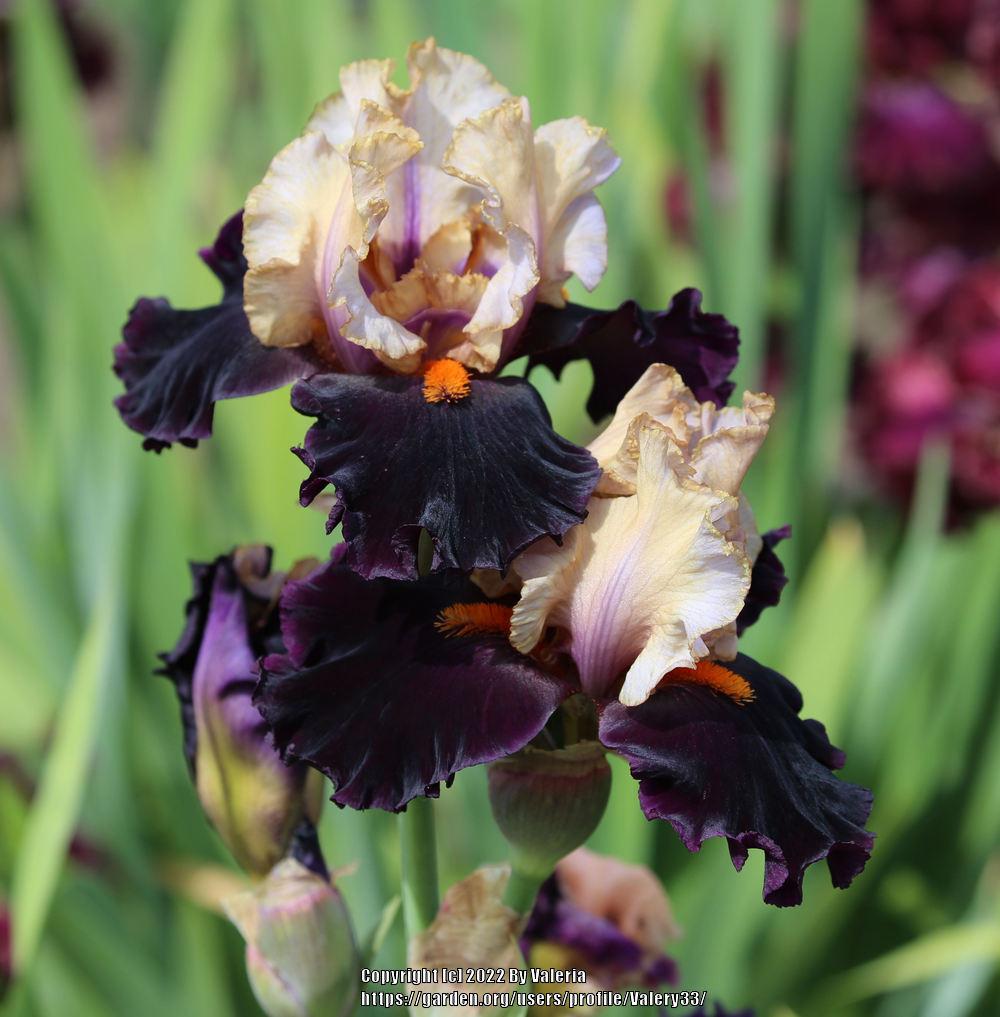 Photo of Tall Bearded Iris (Iris 'Secret Service') uploaded by Valery33