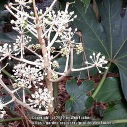 Location: Southern Pines, NC (at Gulleys)
Date: January 9, 2022
Japanese aralia #17 nn; LHB page 745, 152-7-1, "From the Japanese