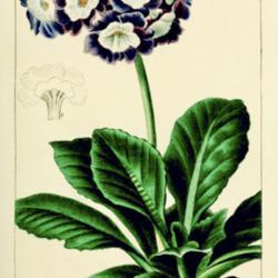 
Date: c. 1819
illustration by P. Bessa from 'Herbier Général de l'Amateur', 1
