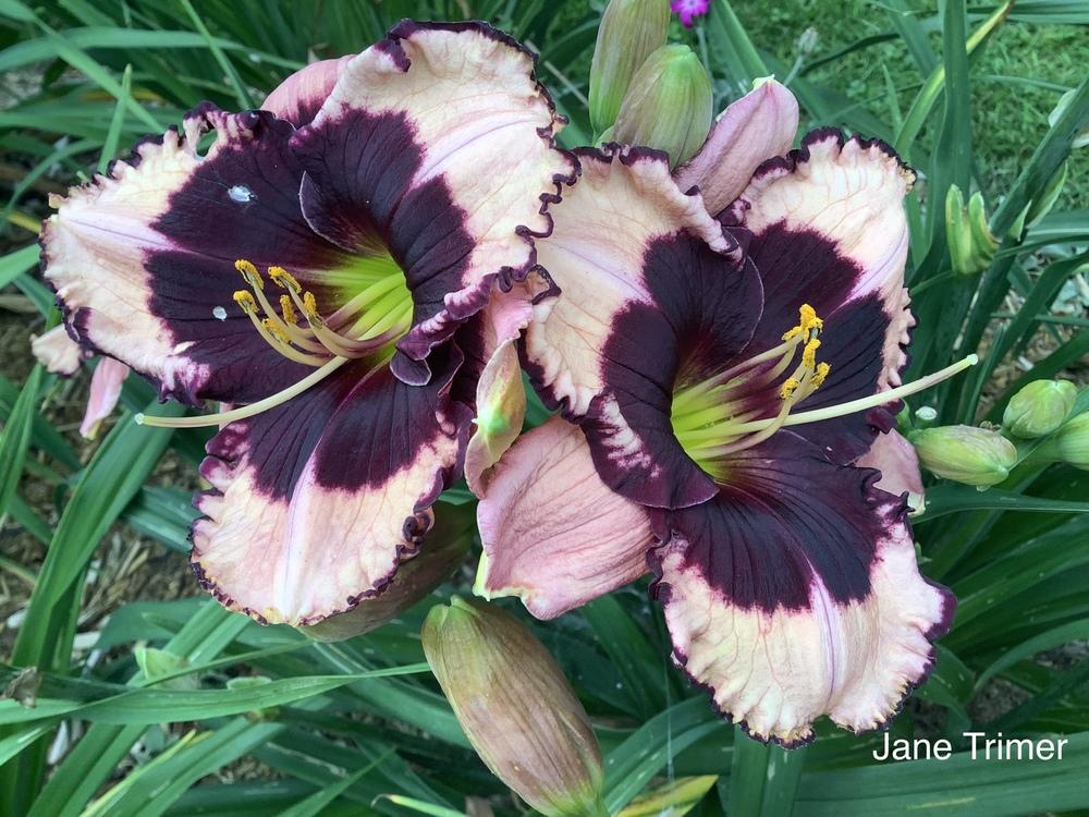 Photo of Daylily (Hemerocallis 'Jane Trimmer') uploaded by Gribouille17