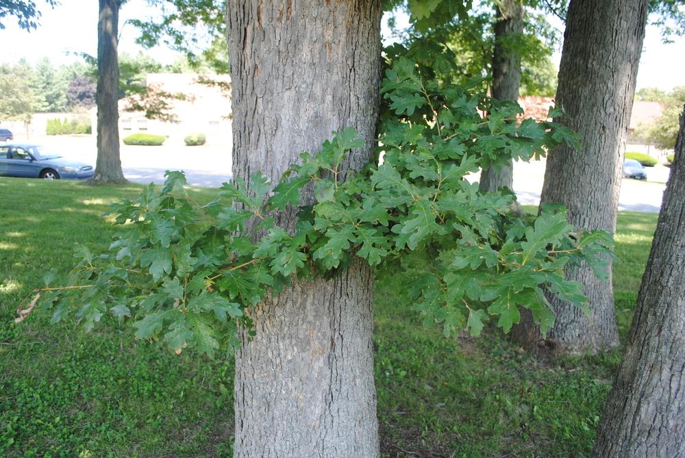 Photo of White Oak (Quercus alba) uploaded by ILPARW