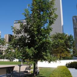 Location: Chicago, Illinois
Date: 2010-08-16
young tree planted at Millenium Park