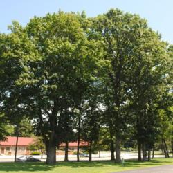 Location: Downingtown, Pennsylvania
Date: 2018-07-29
several trees together of a remnant nursery, now a yard