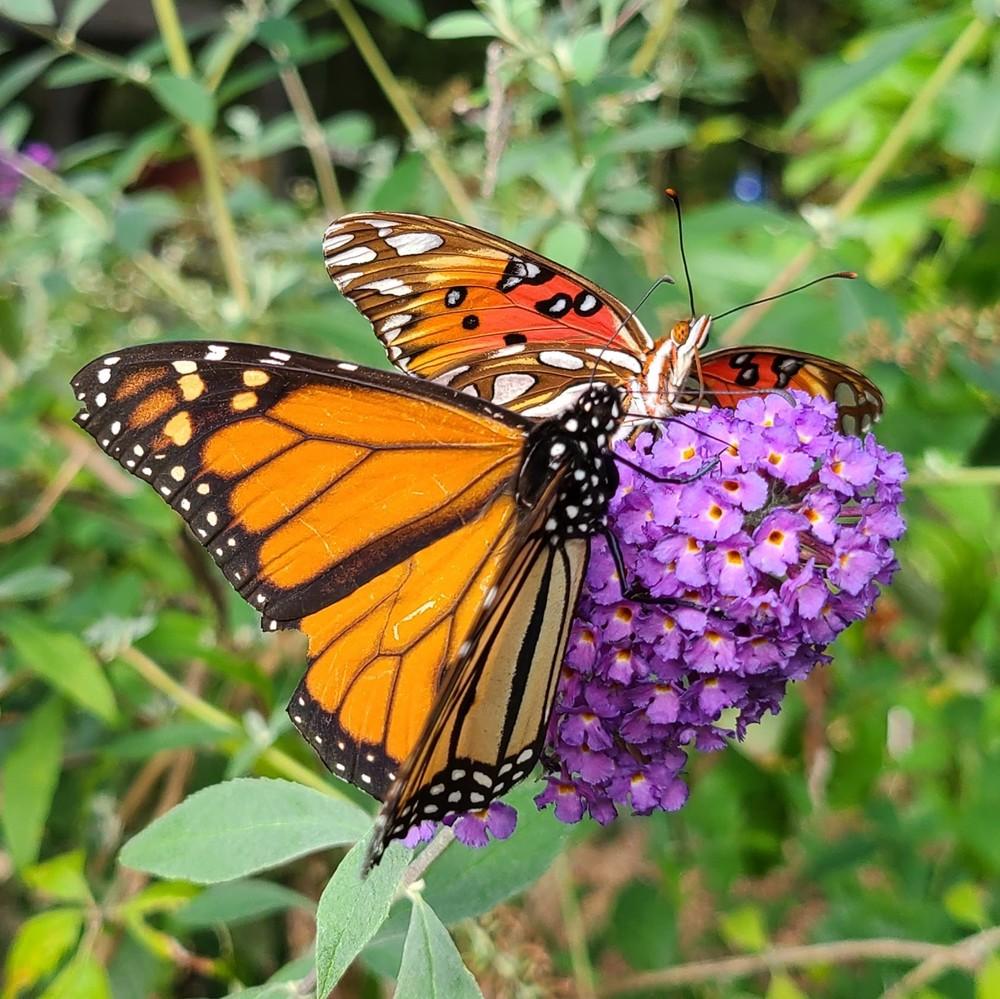 Photo of Butterfly Bush (Buddleja davidii 'Asian Moon') uploaded by LoriMT