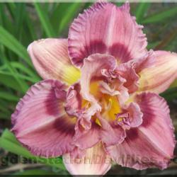 Location: Southern Michigan
Used with permission by Ogden Station Daylilies