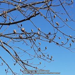 Location: Aberdeen, NC Pages Lake
Date: January 10, 2022
Tulip poplar, cones in winter #82; RAB page 473, 80-1-1; LHB page
