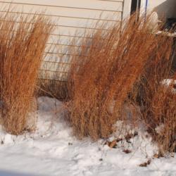 Location: Downingtown, Pennsylvania
Date: 2022-01-07
several plants in winter