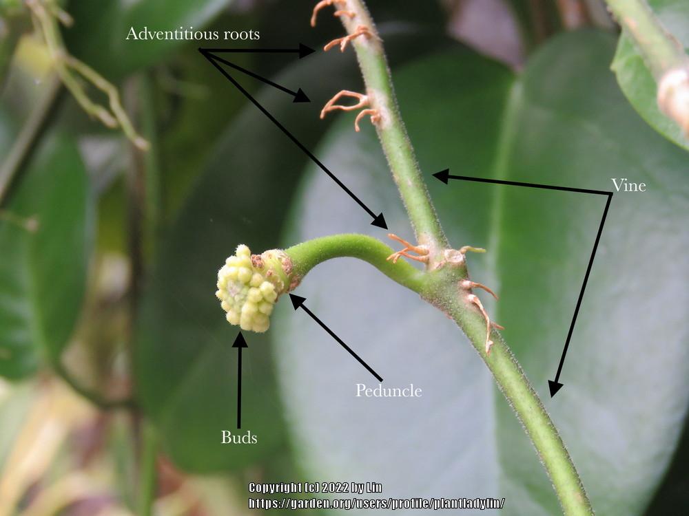 Photo of Wax Plant (Hoya australis subsp. tenuipes) uploaded by plantladylin