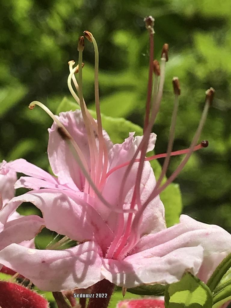 Photo of Pinxterbloom Azalea (Rhododendron periclymenoides) uploaded by sedumzz