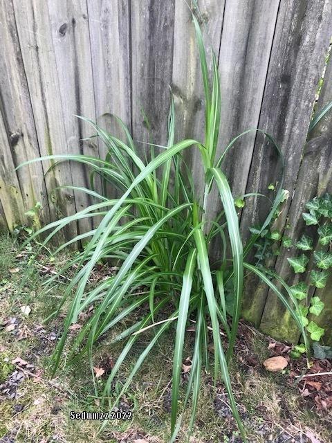 Photo of Maiden Grass (Miscanthus sinensis) uploaded by sedumzz