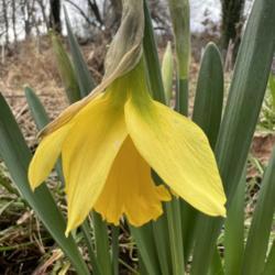 
Date: 1/13/2022 
Rijnveld’s Early Sensation daffodil blooming today in my garden