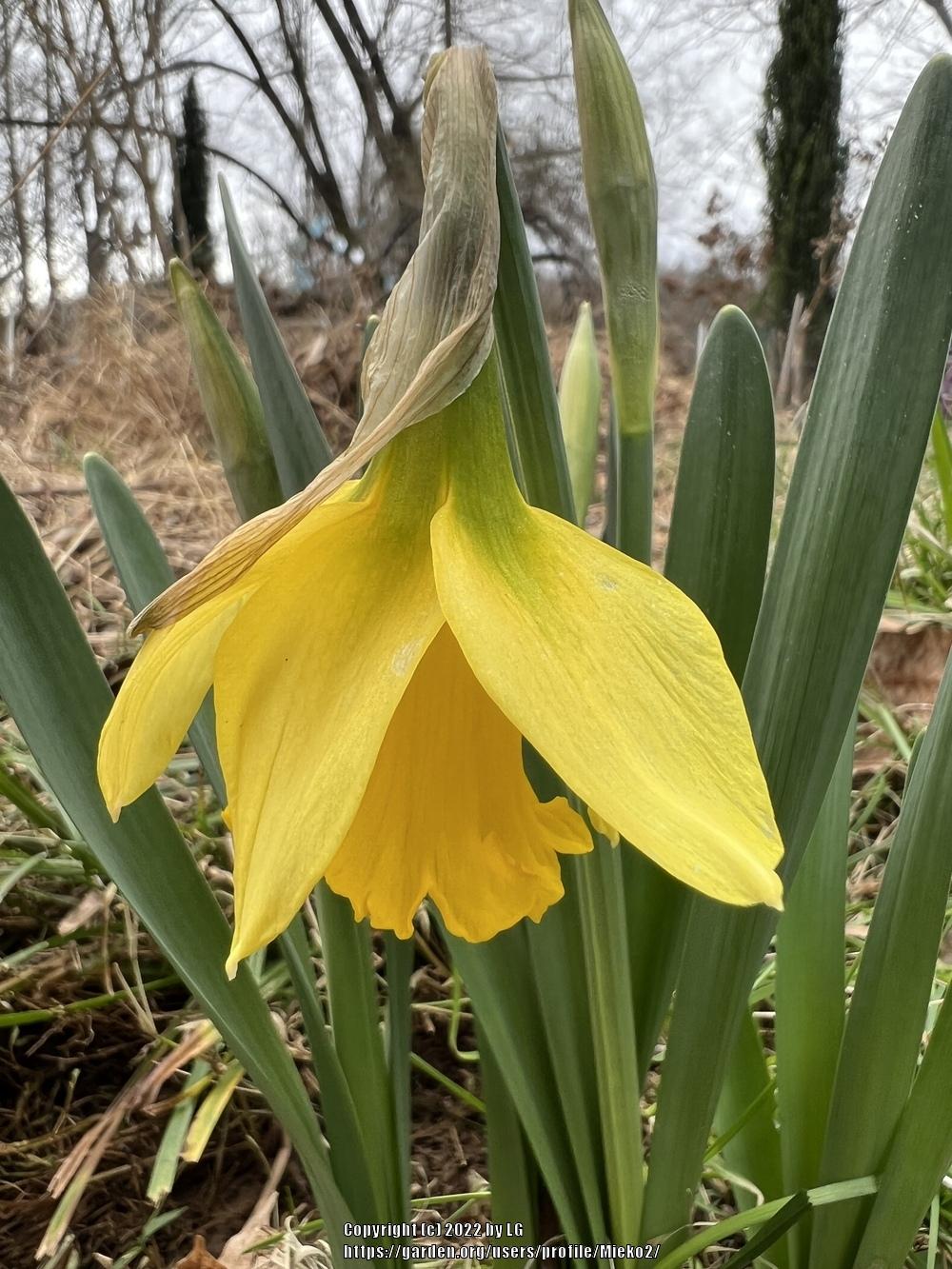 Photo of Trumpet daffodil (Narcissus 'Rijnveld's Early Sensation') uploaded by Mieko2