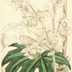 
Date: c. 1857
illustration [as B. heracleifolia var. nigricans] by W. Fitch fro