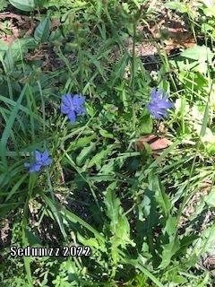 Photo of Chicory (Cichorium intybus) uploaded by sedumzz