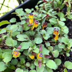 Location: 10970
Date: 07/21
Fuchsia procumbens blooms and leaves