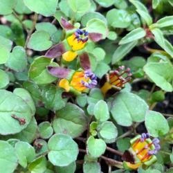 Location: 10970
Date: 7/2021
Fuchsia procumbens blooms and leaves