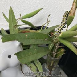 Location: Tampa, Florida
Date: 2022-01-15
Monarch Caterpillar nibbling on milkweed seedpod.