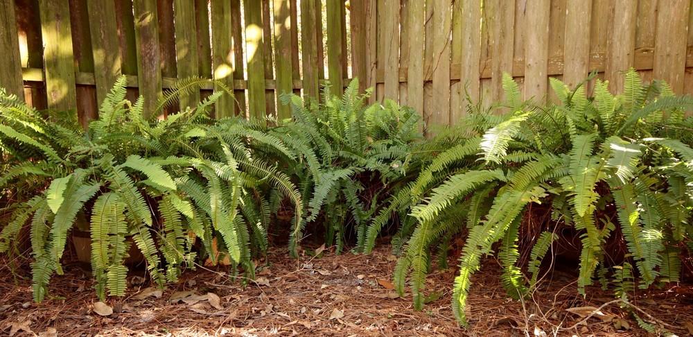 Photo of Southern Sword Fern (Nephrolepis cordifolia) uploaded by TerranceA