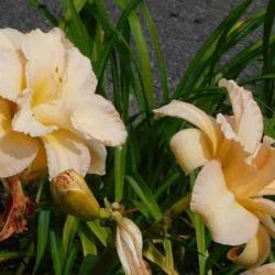 Location: Parker F Scripture Botanical Gardens, Oneida County, NY
Date: 2021-08-15
Daylily Peggy Jeffcoat, "hose in hose" example of double, profile
