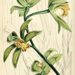 
Date: c. 1855
illustration [as C. giganteum] by W. Fitch from 'Curtis's Botanic