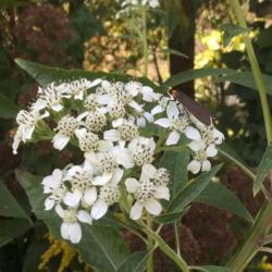 Location: 10970
Date: 10/21
Frostweed bloom with pollinator