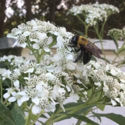 Location: 10970
Date: 10/21
Frostweed bloom with bee