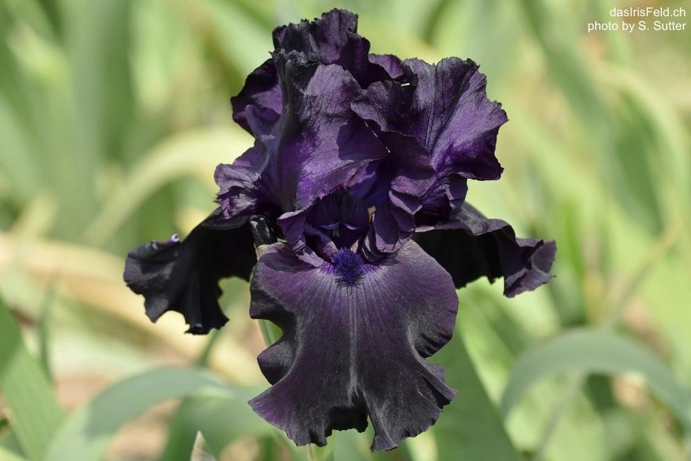 Photo of Tall Bearded Iris (Iris 'Black Tie Affair') uploaded by sunnyvalley
