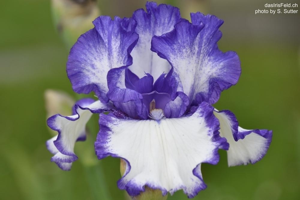 Photo of Tall Bearded Iris (Iris 'American Classic') uploaded by sunnyvalley