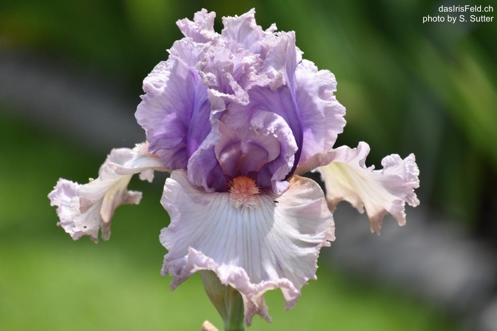 Photo of Tall Bearded Iris (Iris 'Cameo Appearance') uploaded by sunnyvalley
