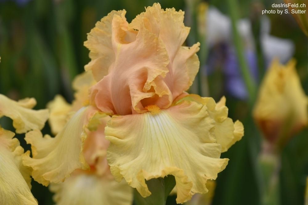 Photo of Tall Bearded Iris (Iris 'Dawning') uploaded by sunnyvalley