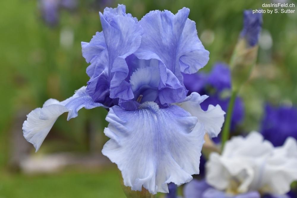 Photo of Tall Bearded Iris (Iris 'Cascade Springs') uploaded by sunnyvalley