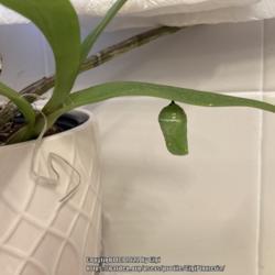 Location: Tampa, Florida
Date: 2022-01-18
A monarch chrysalis attached to my dendrobium leaf.