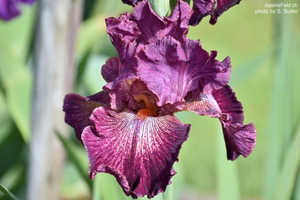 Photo of Tall Bearded Iris (Iris 'Indiscreet') uploaded by sunnyvalley