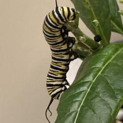 Location: Tampa, Florida
Date: 2021-01-18
Monarch caterpillar 5th instar, getting ready for the J-stage.